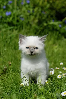 Birman: Birman kitten sitting in a meadow