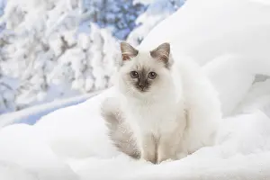 Birmans: Birman kitten in the snow in winter