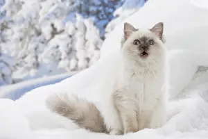 Birmans: Birman kitten in the snow in winter