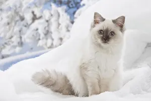 Birmans: Birman kitten in the snow in winter