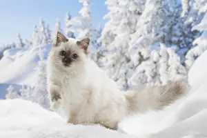 Birmans: Birman kitten in the snow in winter