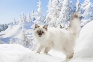 Birmans: Birman kitten in the snow in winter