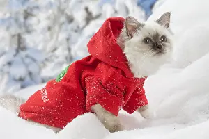 Jacket: Birman kitten in the snow in winter