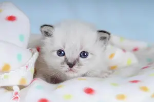 Birman: Birman kitten on a spotted blanket