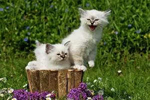 Birman: Two Birman kittens in a planter