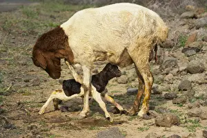 Fragility: Birth of a lamb Lake Bogoria Kenya