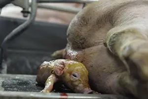 Rearing: Birth of Landrace Pig in stall Breeding Industry