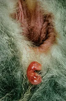 Pouches: Birth of Tammar Wallaby - Embryo enters pouch after