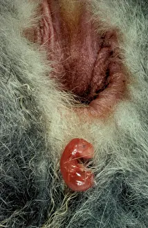 Minute: Birth of Tammar wallaby (Macropus eugenii) embryo