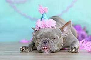 Greeting: Birthday party dog making a funny face. Lilac Fr