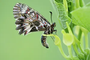 Antenna: Birthwort