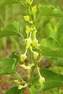 Aristolochia: Birthwort - in flower. Widely used as a medicinal plant