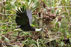 Episcopus: Bishop Stork