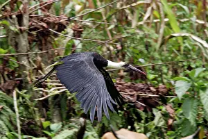 Episcopus: Bishop Stork - in flight