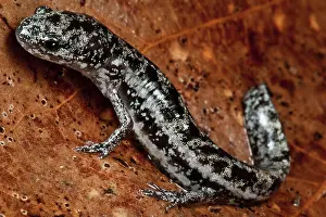 Fossorial: Bishop's Salamander