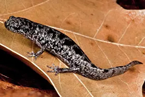 Fossorial: Bishop's Salamander