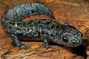 Fossorial: Bishop's Salamander