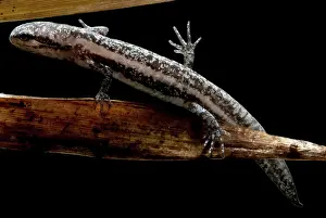 Fossorial: Bishop's salamander