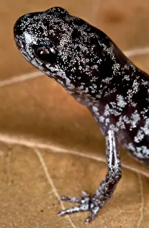 Ambystomatidae: Bishop's Salamander