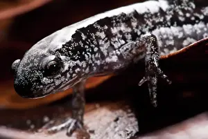 Fossorial: Bishop's Salamander