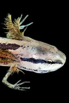 Fossorial: Bishop's Salamander