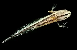 Fossorial: Bishop's Salamander Larva