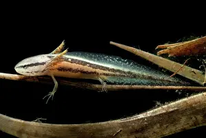 Fossorial: Bishop's Salamander Larva