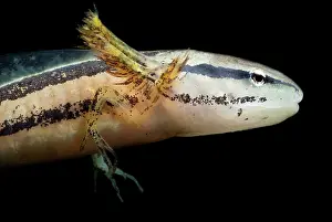 Fossorial: Bishop's Salamander Larva