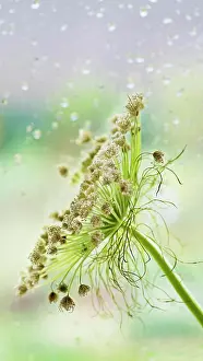 Tendril: Bishop??s weed