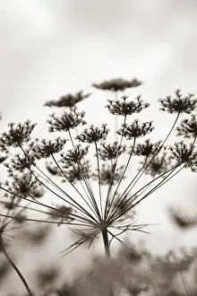Majus: Bishop'sweed