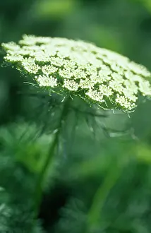 Intricate: Bishop'sweed