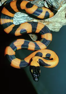 Aposematic: Bismarck Ringed Python hatchling