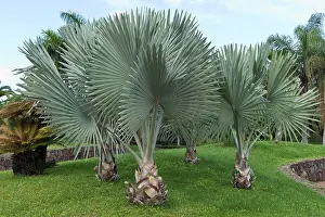 Nobilis: Bismarcks Palm - recreational park