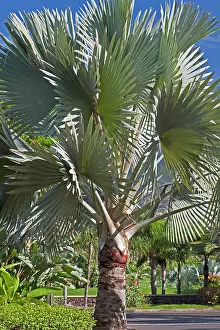 Nobilis: Bismark Palm Tree