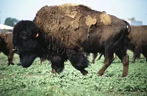 Buffaloes: Bison