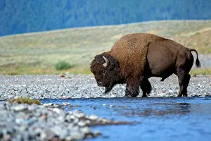 190219: A bison (Bison bison) bull crossing a river, Ye
