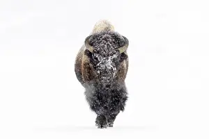 190219: Bison (Bison bison) bull, walking in a snowstor