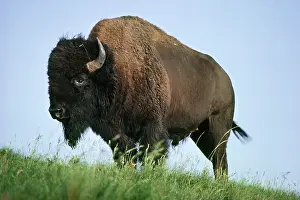 Buffalo: Bison