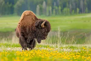 190219: A bison (Bison bison) rests in the Lamar valley