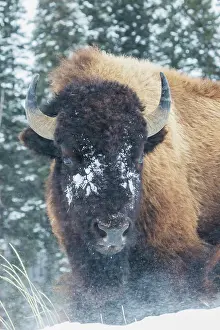 Bison: Bison Bull, winter wind and snowstorm