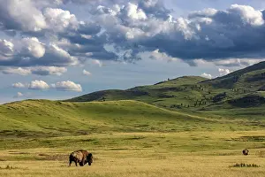 Buffalo: Bison bulls grazing at the National Bison Range