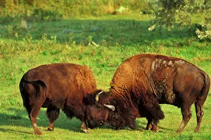 Charging: Bison - bulls sparring