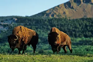 Waterton: Bison bulls at Waterton Lakes National Park