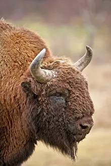 Bonasus: Bison - close up of head