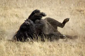 Bison - Dust bathing which happens more often