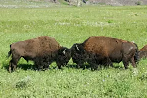 Confronation: Bison - two facing each other