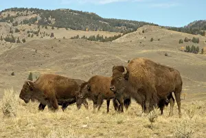 Hayden: Bison - Group of animals in Hayden Valley