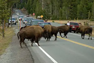 Bring: Bison - Herd of bison bring traffic to a standstill