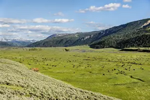 Prairies: Bison herd grazing in Lamar Valley, Yellowstone