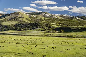 Prairies: Bison herd grazing in Lamar Valley, Yellowstone